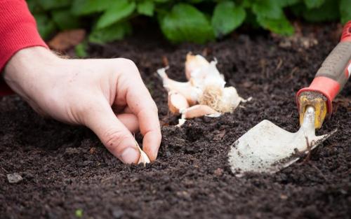 Соседство чеснока с другими овощами. Что можно посадить на одной грядке с чесноком 16 Соседство чеснока с другими овощами. Что можно посадить на одной грядке с чесноком 16