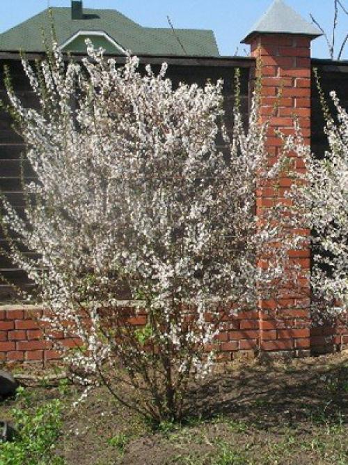 Самые лучшие сорта вишни. Лучшие зимостойкие сорта вишни для Средней полосы России 13