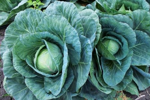 Сосед чеснока. Соседи чеснока, с чем можно и нельзя сажать рядом