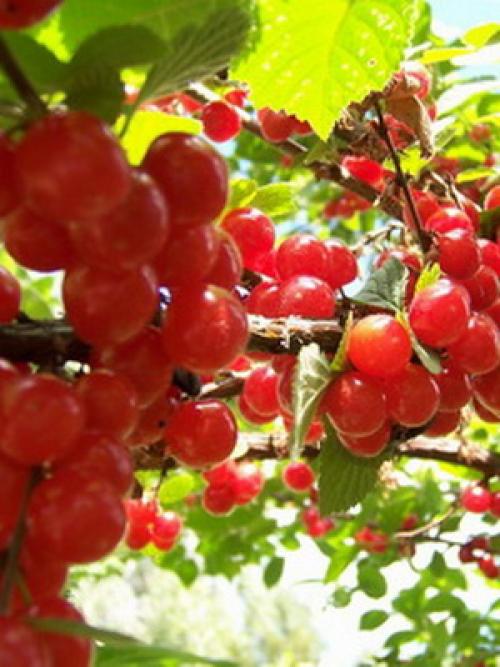 Самые лучшие сорта вишни. Лучшие зимостойкие сорта вишни для Средней полосы России 10