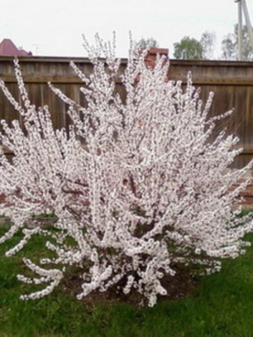 Самые лучшие сорта вишни. Лучшие зимостойкие сорта вишни для Средней полосы России 06