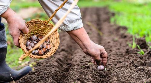 Соседство чеснока с другими овощами. Что можно посадить на одной грядке с чесноком 15 Соседство чеснока с другими овощами. Что можно посадить на одной грядке с чесноком 15