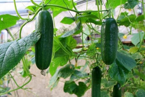 Сосед чеснока. Соседи чеснока, с чем можно и нельзя сажать рядом