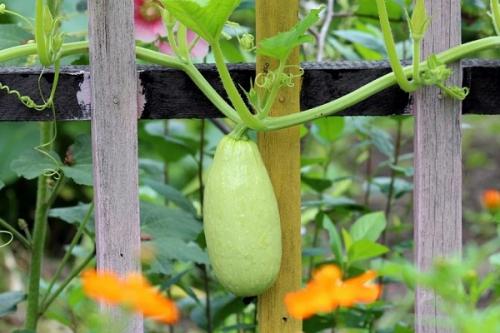 Чеснок и свекла на одной грядке. Совместные посадки: соседи для свеклы на грядке