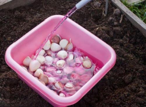 Соседство чеснока с другими овощами. Что можно посадить на одной грядке с чесноком 12 Соседство чеснока с другими овощами. Что можно посадить на одной грядке с чесноком 12