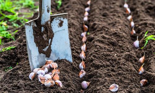 Соседство чеснока с другими овощами. Что можно посадить на одной грядке с чесноком 13 Соседство чеснока с другими овощами. Что можно посадить на одной грядке с чесноком 13