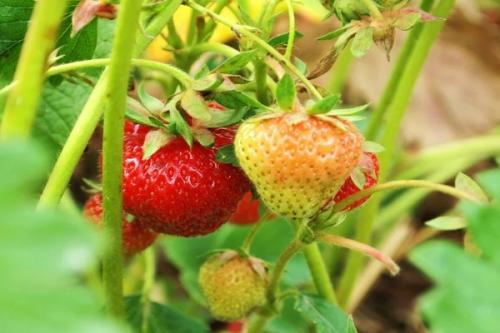 Сосед чеснока. Соседи чеснока, с чем можно и нельзя сажать рядом