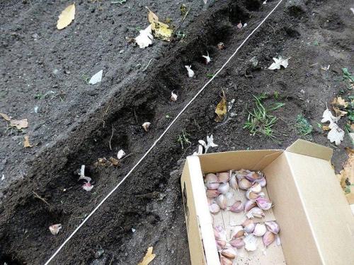 Соседство чеснока с другими овощами. Что можно посадить на одной грядке с чесноком 17 Соседство чеснока с другими овощами. Что можно посадить на одной грядке с чесноком 17