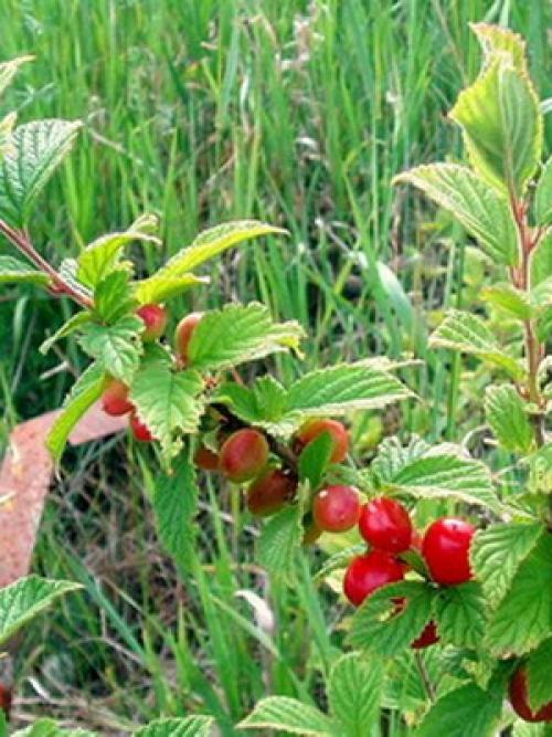 Самые лучшие сорта вишни. Лучшие зимостойкие сорта вишни для Средней полосы России 05