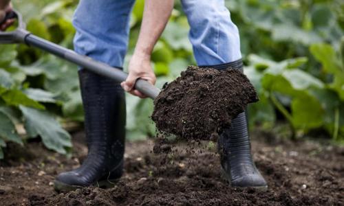 Соседство чеснока с другими овощами. Что можно посадить на одной грядке с чесноком 11 Соседство чеснока с другими овощами. Что можно посадить на одной грядке с чесноком 11