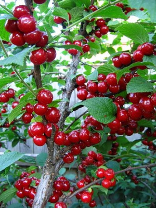 Самые лучшие сорта вишни. Лучшие зимостойкие сорта вишни для Средней полосы России 12