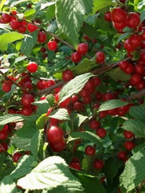 Самые лучшие сорта вишни. Лучшие зимостойкие сорта вишни для Средней полосы России 07