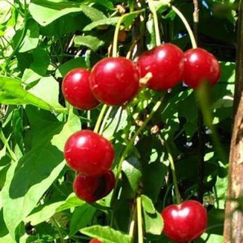 Сорта вишни для Сибири