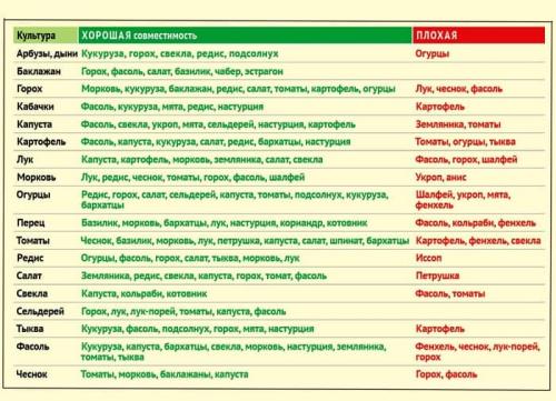 Какие овощи могут мешать друг другу в защите от сорняков. Общие правила формирования грядок по принципу «компаньонства»