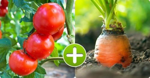 Какие овощи могут мешать друг другу в защите от сорняков