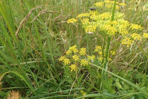 Улучшайте урожайность огорода с помощью соседства овощей на грядках 13 Улучшайте урожайность огорода с помощью соседства овощей на грядках 13