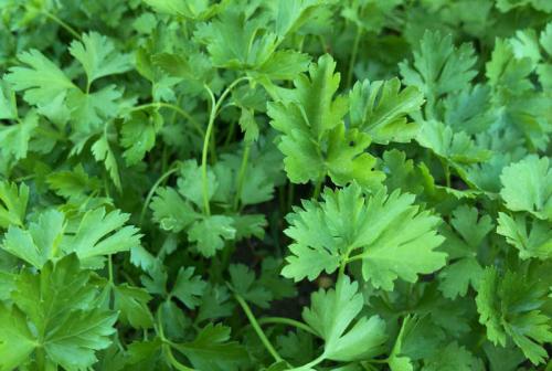 Улучшайте урожайность огорода с помощью соседства овощей на грядках 14 Улучшайте урожайность огорода с помощью соседства овощей на грядках 14