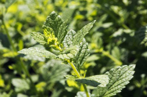 Улучшайте урожайность огорода с помощью соседства овощей на грядках 11 Улучшайте урожайность огорода с помощью соседства овощей на грядках 11