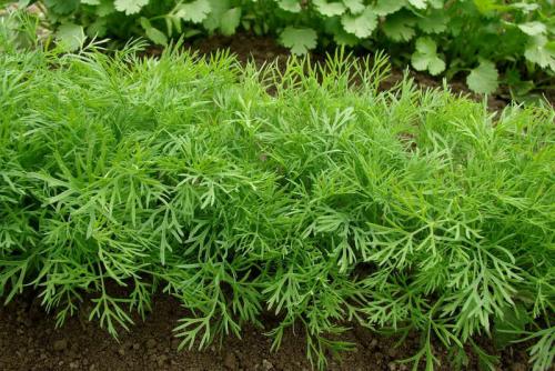 Улучшайте урожайность огорода с помощью соседства овощей на грядках 16 Улучшайте урожайность огорода с помощью соседства овощей на грядках 16