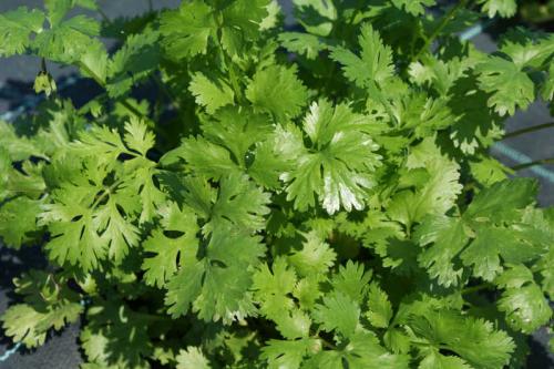 Улучшайте урожайность огорода с помощью соседства овощей на грядках 09 Улучшайте урожайность огорода с помощью соседства овощей на грядках 09