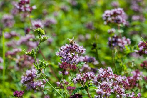Улучшайте урожайность огорода с помощью соседства овощей на грядках 08 Улучшайте урожайность огорода с помощью соседства овощей на грядках 08