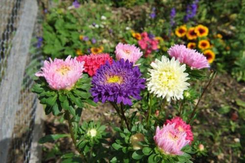 Как севооборот влияет на плодородие земли на даче