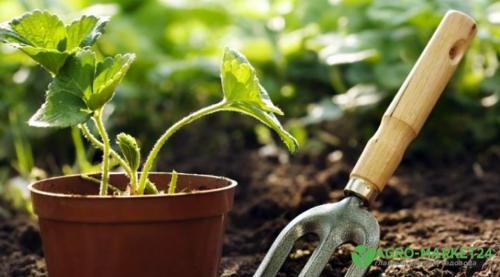 Как севооборот влияет на урожайность овощей