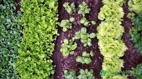 Таблица севооборота овощных культур на огороде: как правильно выбирать культуры для посадки 07