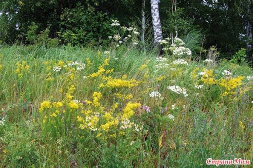 Какие растения можно выращивать вместе на грядке для достижения максимального урожая. Совмещаем растения на грядке с умом
