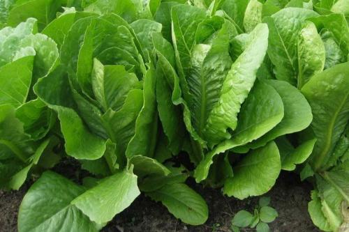 Улучшайте урожайность огорода с помощью соседства овощей на грядках 10 Улучшайте урожайность огорода с помощью соседства овощей на грядках 10