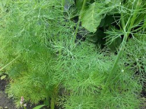 Какие факторы влияют на совместимость растений при посадке. Хорошие соседи