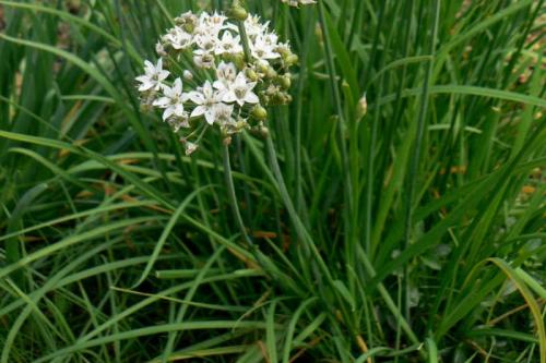 Улучшайте урожайность огорода с помощью соседства овощей на грядках 07 Улучшайте урожайность огорода с помощью соседства овощей на грядках 07
