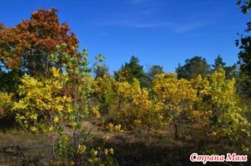 Какие растения можно выращивать вместе на грядке для достижения максимального урожая