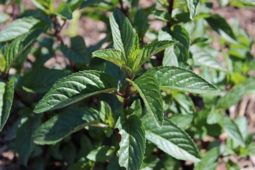 Улучшайте урожайность огорода с помощью соседства овощей на грядках 12 Улучшайте урожайность огорода с помощью соседства овощей на грядках 12