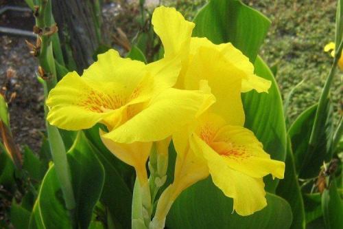 Канны цветы. Цветок канна (60 фото): виды, правильный уход и посадка