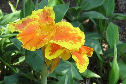 Канны цветы. Цветок канна (60 фото): виды, правильный уход и посадка