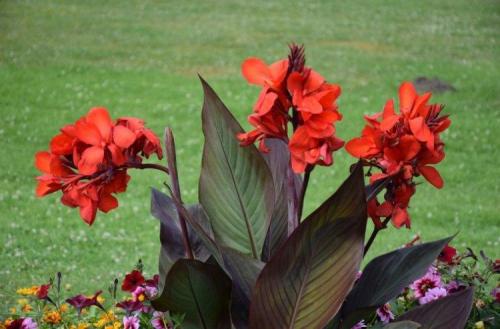 Канны цветы. Цветок канна (60 фото): виды, правильный уход и посадка