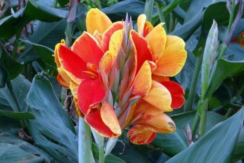 Канны цветы. Цветок канна (60 фото): виды, правильный уход и посадка