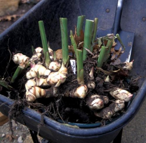 Можно ли не выкапывать на зиму канны. Канны на зиму - выкапывание и хранение