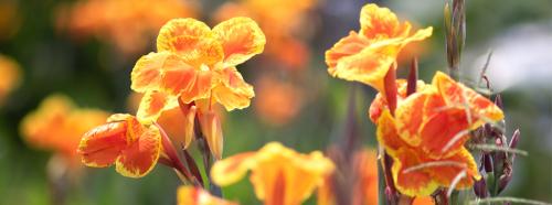 Канна подготовка к зиме. Канны осенью: как правильно выкопать корневища и сохранить их зимой