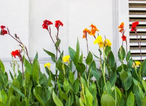 Можно ли не выкапывать на зиму канны. Канны на зиму - выкапывание и хранение