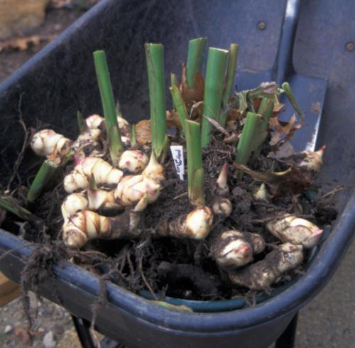 Можно ли не выкапывать на зиму канны. Канны на зиму - выкапывание и хранение 20