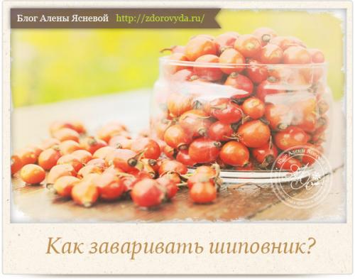 Шиповник свежий, что с ним делать. Отвар шиповника: польза и норма употребления 13 Шиповник свежий, что с ним делать. Отвар шиповника: польза и норма употребления 13