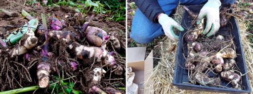 Канна подготовка к зиме. Канны осенью: как правильно выкопать корневища и сохранить их зимой