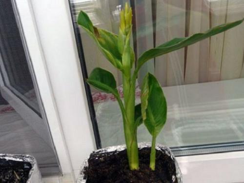 Можно ли не выкапывать на зиму канны. Канны на зиму - выкапывание и хранение