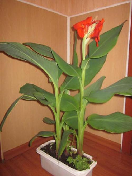 Можно ли не выкапывать на зиму канны. Канны на зиму - выкапывание и хранение 21