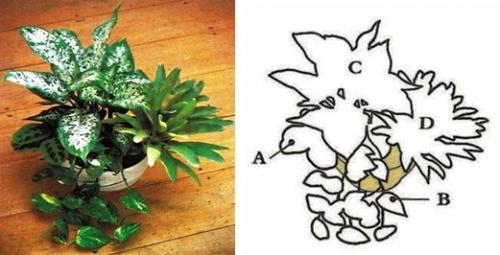 Какие растения можно высаживать вместе в одном горшке. Планирование групп