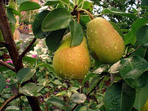 Соседи в саду: самые удачные сочетания растений 07 Соседи в саду: самые удачные сочетания растений 07