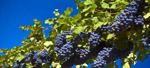 Как дружба на грядке помогает выжить