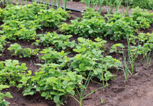 Как формируются дружеские отношения на грядке. Влияние растений друг на друга: друзья на грядках